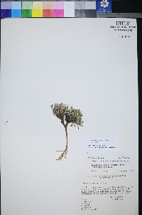 Townsendia jonesii var. tumulosa image