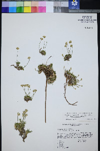 Eremogone congesta var. charlestonensis image