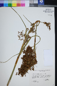Cladium californicum image