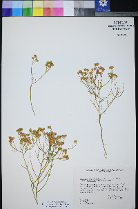 Perityle intricata image