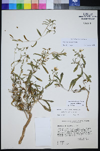 Mentzelia polita image