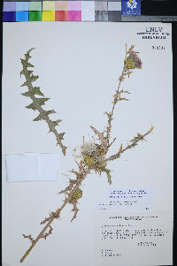 Cirsium mohavense image