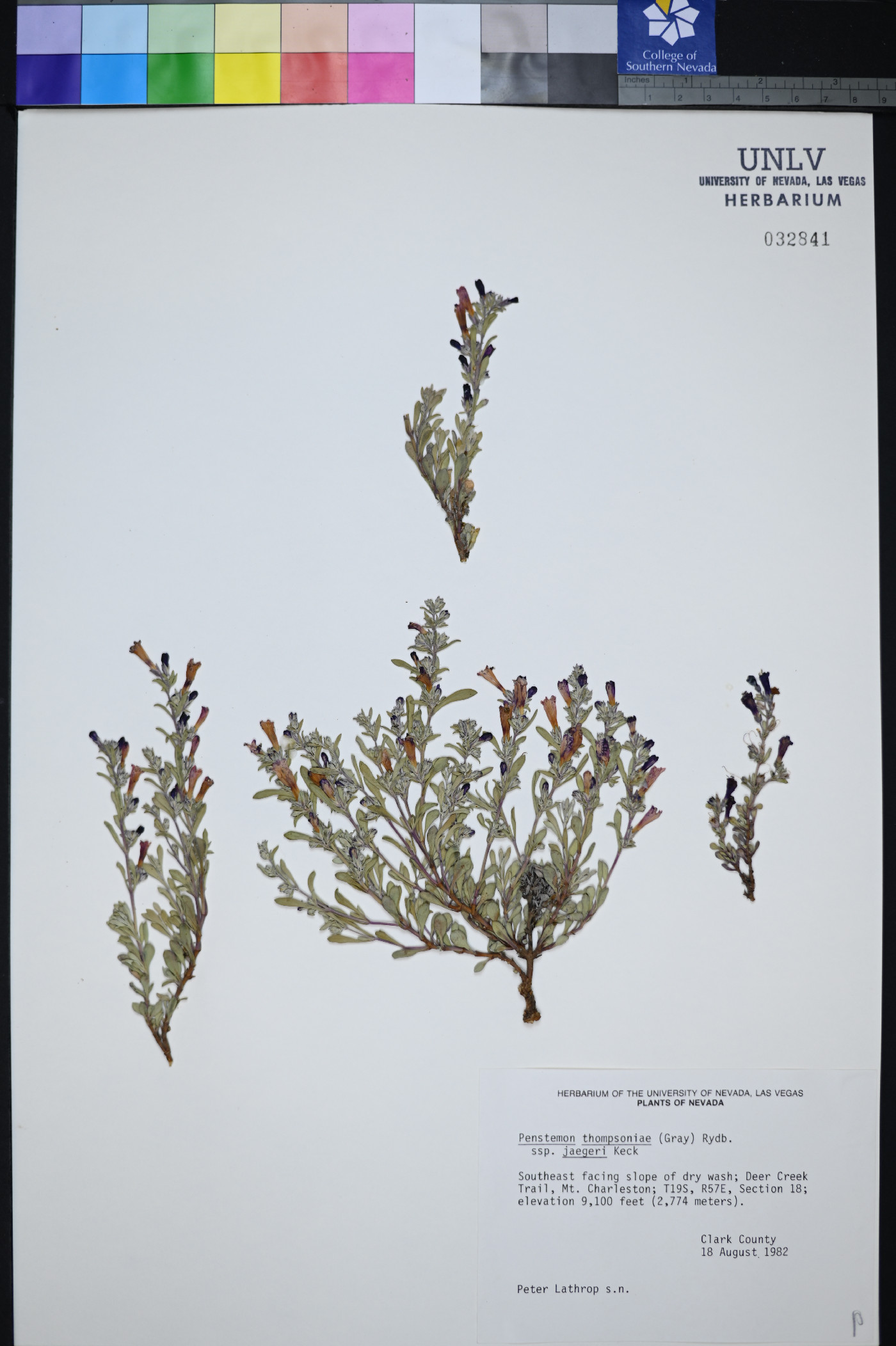 Penstemon thompsoniae var. jaegeri image