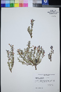 Penstemon thompsoniae var. jaegeri image