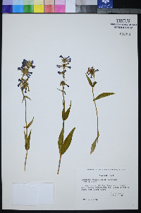 Penstemon procerus var. procerus image