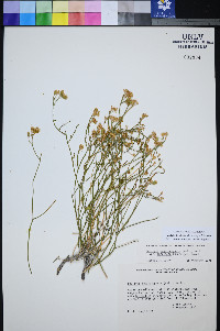 Perityle intricata image