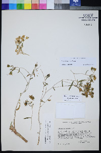 Mentzelia polita image