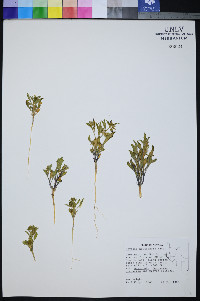 Oryctes nevadensis image