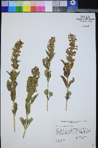 Penstemon arenarius image