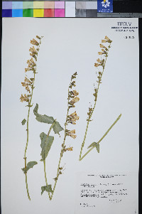 Penstemon bicolor subsp. bicolor image