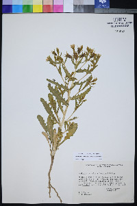 Mentzelia candelariae image