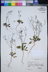 Eriogonum esmeraldense image
