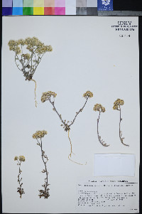 Ipomopsis congesta subsp. congesta image