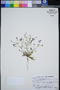 Gilia heterostyla image
