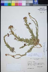 Boechera shockleyi image