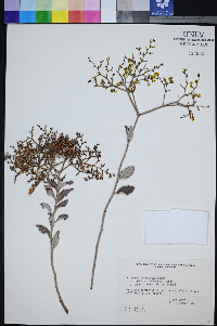 Eriogonum corymbosum var. glutinosum image