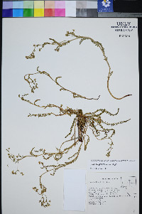 Ivesia kingii var. kingii image