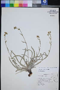 Ivesia kingii var. kingii image
