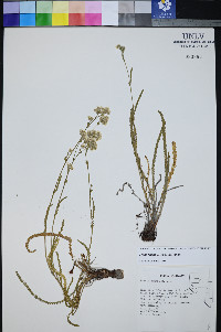 Ivesia kingii image