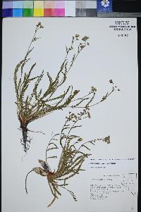 Ivesia kingii image