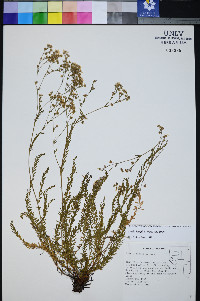 Ivesia kingii image
