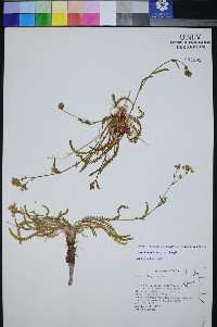 Ivesia kingii image