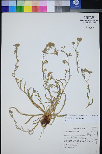 Ivesia kingii image