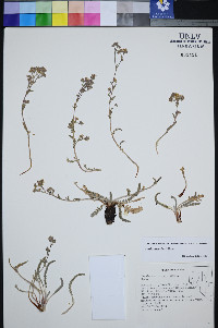 Ivesia pityocharis image