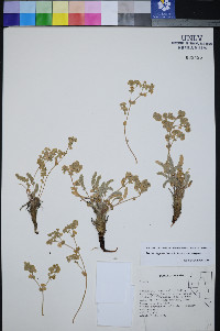 Ivesia rhypara image