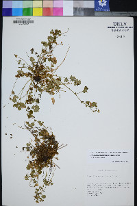 Ivesia saxosa image