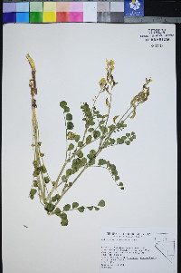 Astragalus porrectus image