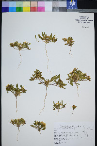 Eremothera nevadensis image