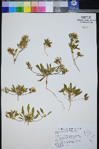 Eremothera nevadensis image