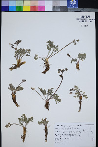 Lomatium ravenii image