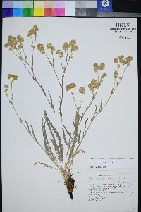 Ivesia aperta image