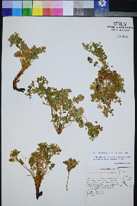 Ivesia arizonica var. arizonica image