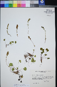 Synthyris ranunculina image