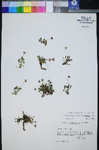 Erigeron uncialis image