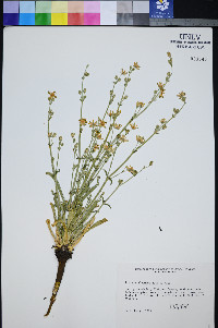 Frasera albomarginata image