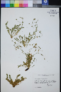 Ivesia jaegeri image
