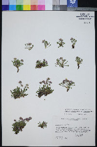 Erigeron uncialis image