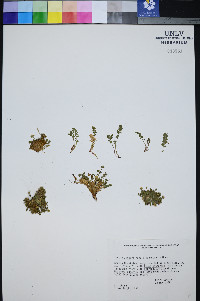 Ivesia jaegeri image
