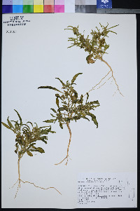 Oryctes nevadensis image