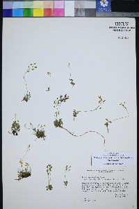 Draba pedicellata image