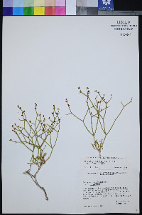Eriogonum heermannii var. clokeyi image
