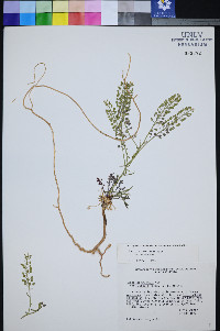 Lepidium montanum var. montanum image
