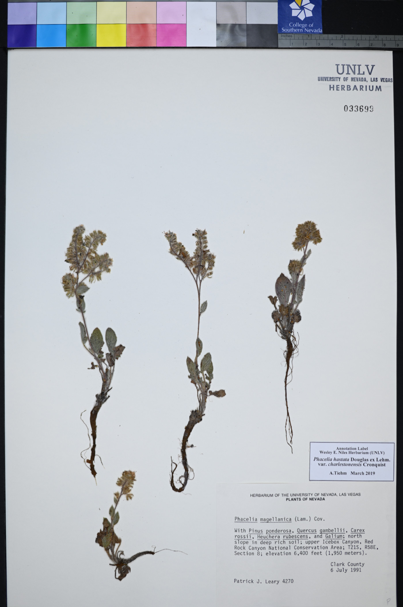Phacelia hastata var. charlestonensis image
