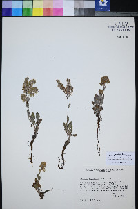 Phacelia hastata var. charlestonensis image