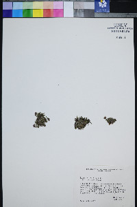 Erigeron uncialis image