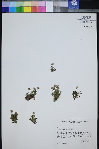 Erigeron uncialis image